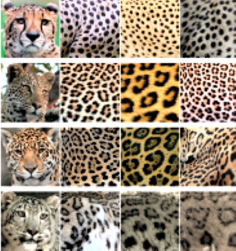 The beauty of patterns in the animal kingdom