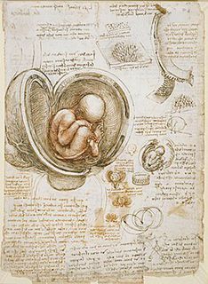 255px-Leonardo_da_Vinci_-_Studies_of_the_foetus_in_the_womb-1