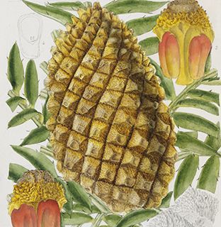 Illustration-of-Encephalartos-altensteinii-cone-from-1891