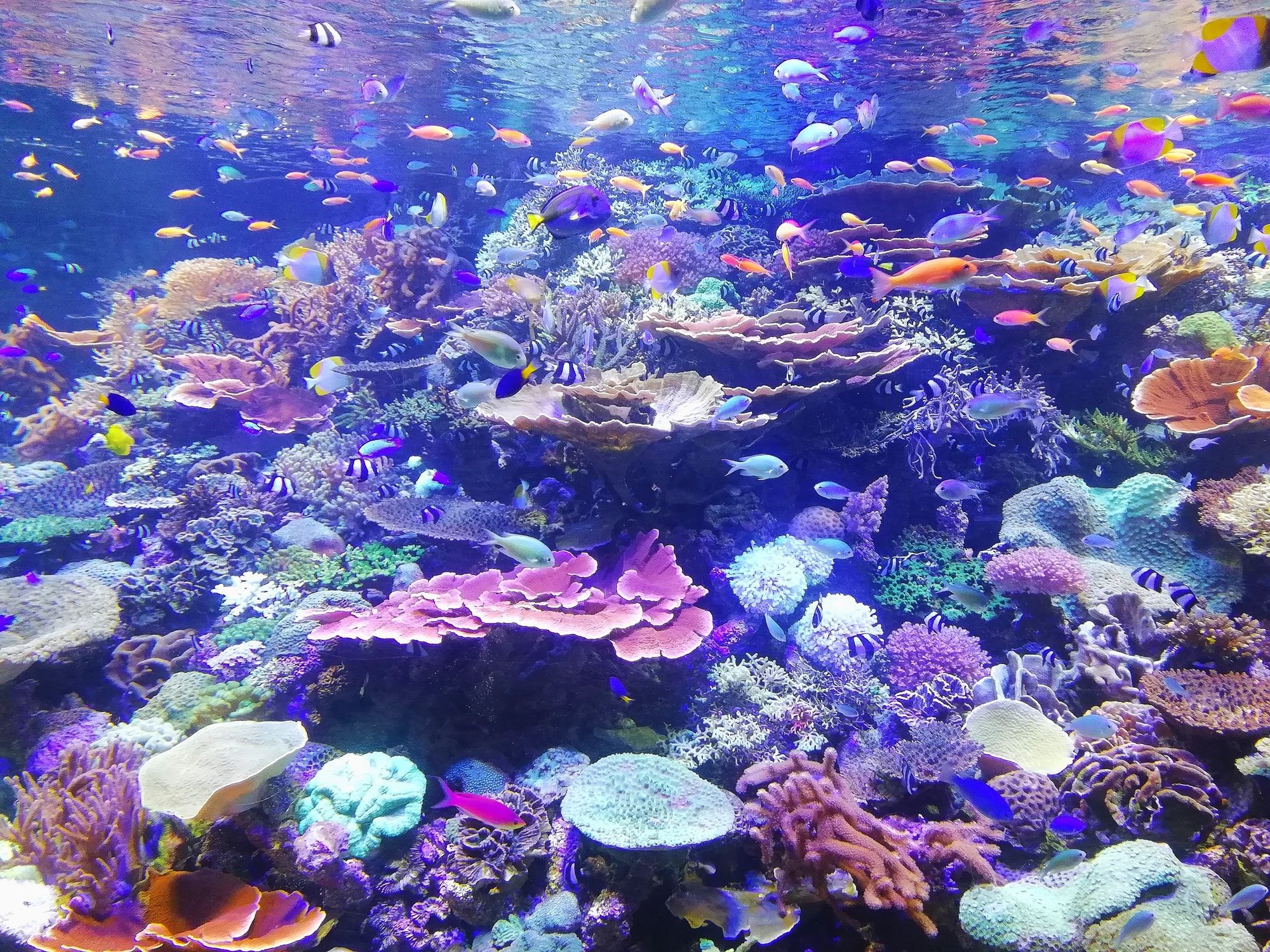 Coral in Nagoya Aquarium Japan