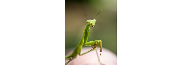 Connecting with nature - insect photography with a purpose