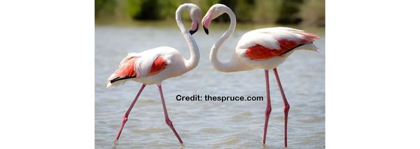 More Bird dances to make you smile