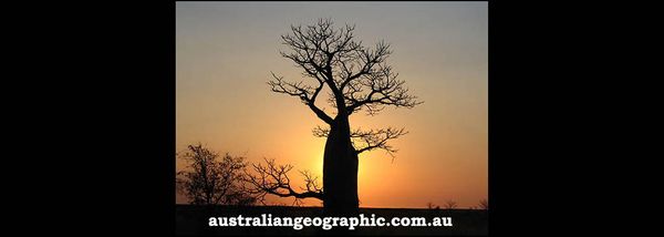 The Alluring Baobab and Boab Trees