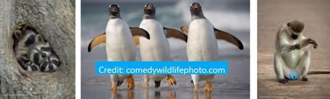 Comedy Wildlife Photo Finalists 2021