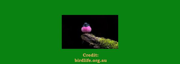 Photography Awards - BirdLife Australia