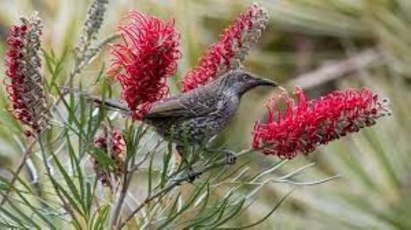 Gorgeous Grevilleas!