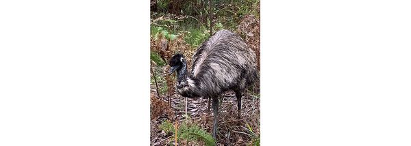 Teenage Wallabies and other Creatures in the Grampians National Park, Victoria