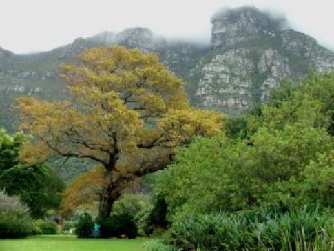 The diversity of South African Gardens managed by SANBI