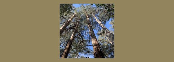 Eucalyptus of the Year