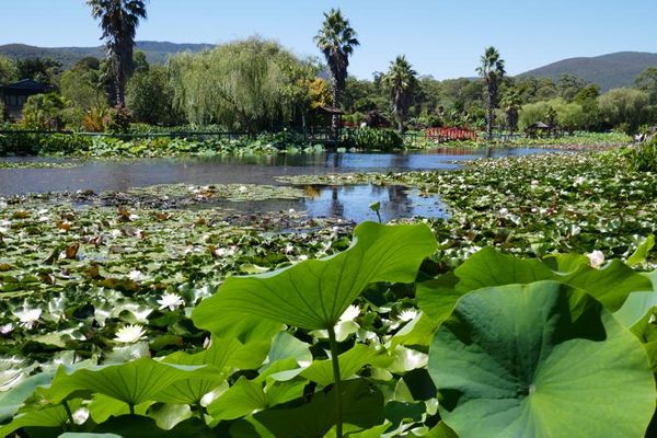 Blue Lotus Water Gardens