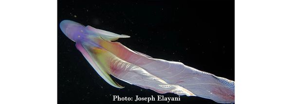 The Blanket Octopus creates a painting