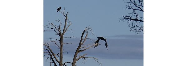 Animal life around Mungo National Park and beyond