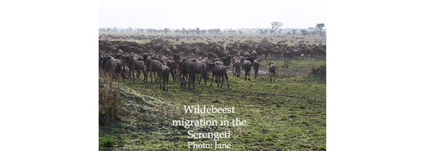 Sensational Serengeti
