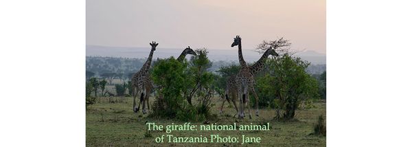 National Animal of Tanzania