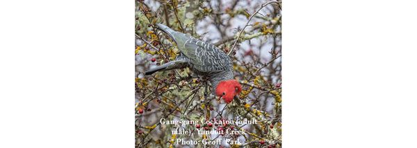 Central Victorian Birds through the lens of Geoff Park