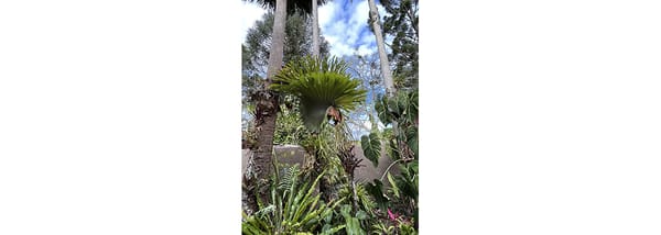 My Brother's Garden Part Three