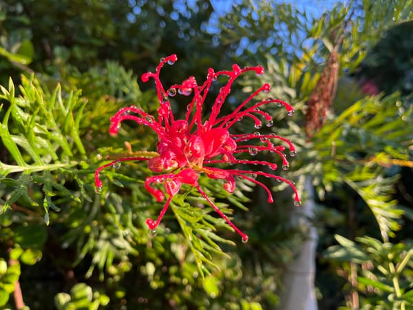 Grevilleas and their feathered friends