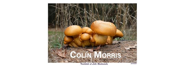 Colin Morris takes us to New Zealand: Part Two