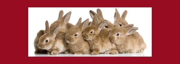 Bunnies