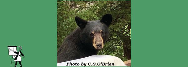 Real Life Black Bears