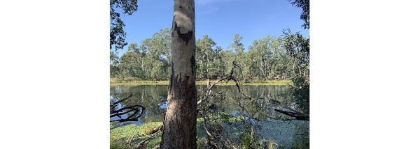 Taking a Walk in an Australian Eucalyptus Forest