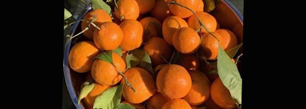 Mangle Wurzel, Vegies & much, much more