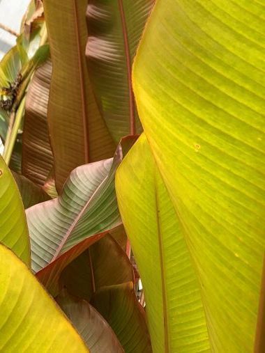 Royal Botanic Gardens, Melbourne: Up Close