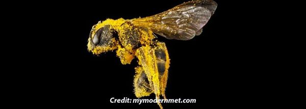 Bees: Where to Begin?