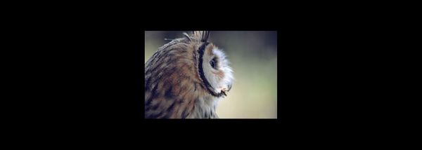 The beauty of owls