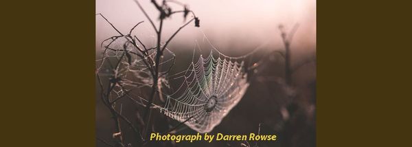 The beauty of autumn dew on a spider's web