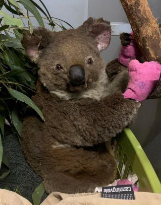 A good news story about Koalas
