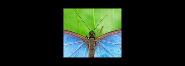 The anomalies of moths and butterflies
