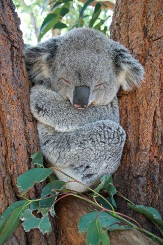 The "Bare" Facts About Koalas