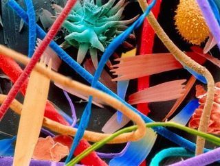 Electrifying electron microscope photography!