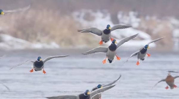 Reflection: Feathered Flight