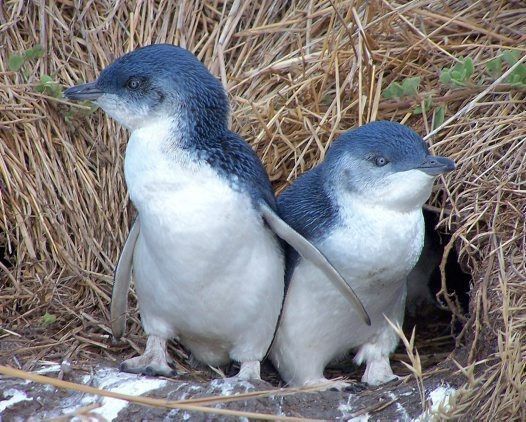 ‘Little Penguins’ – The hottest gig in town!