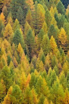 "These are a few of my favourite things...!"  Conifers!