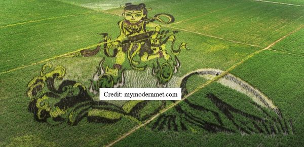 More Rice Art