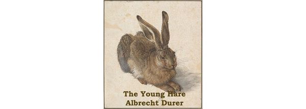 Young Hare by Albrecht Durer