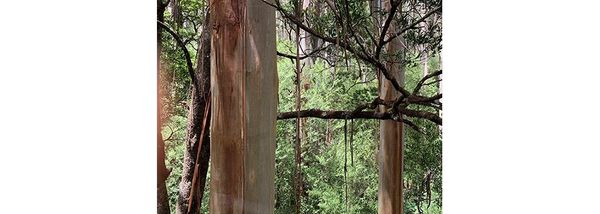 The Otway Ranges