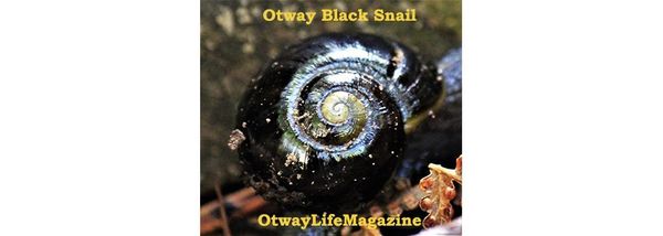 The Otway Black Snail