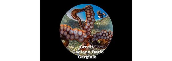 Octopus steals camera and ...