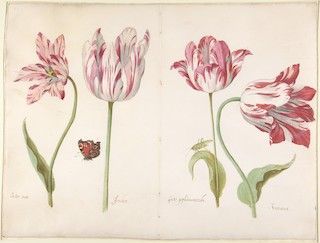 The puzzle surrounding three tulips