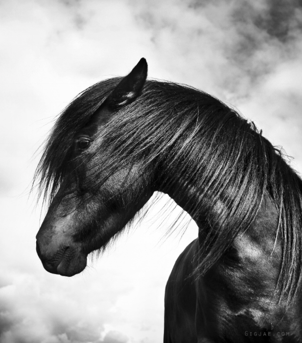 Images of Icelandic horses that will warm your heart